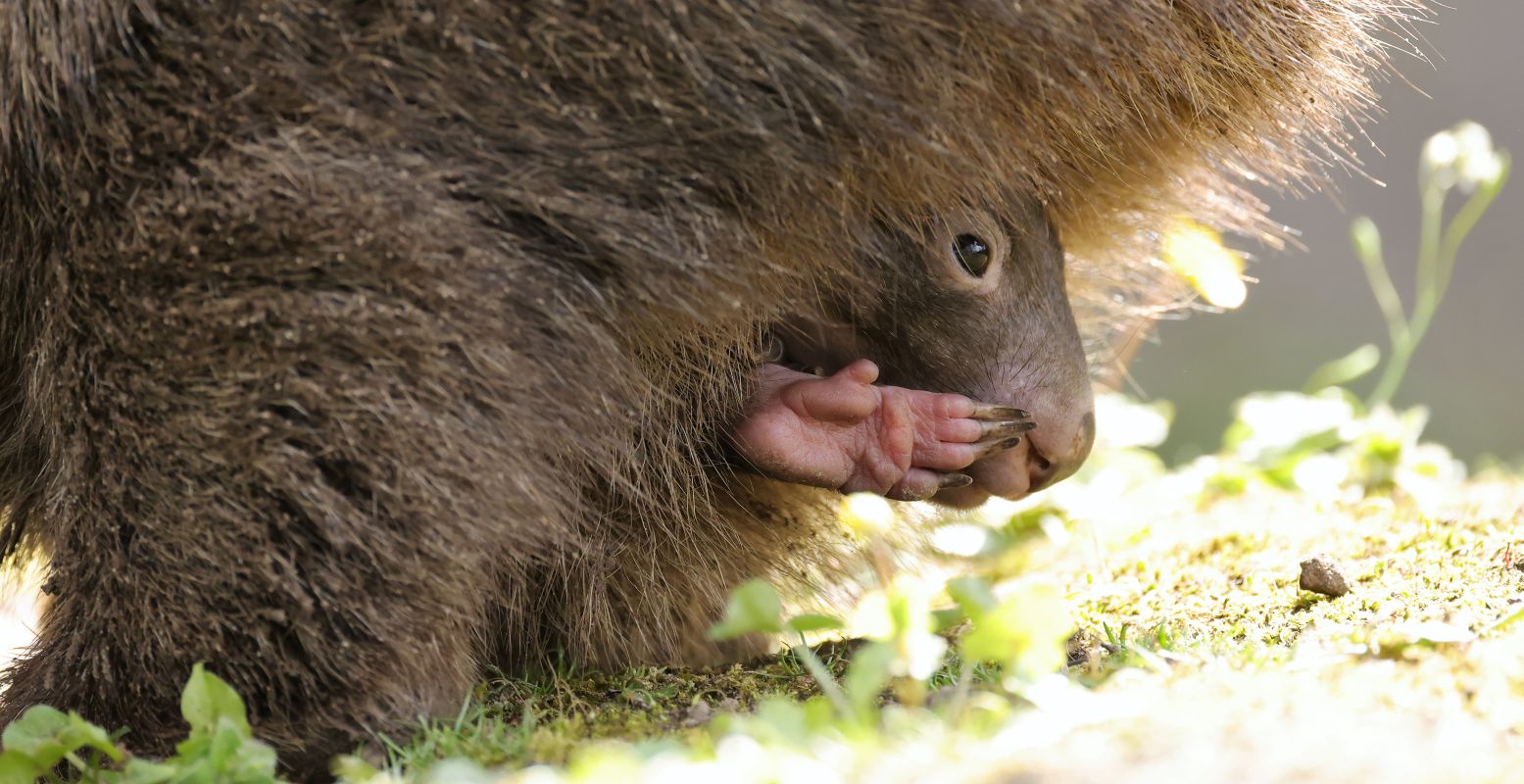 Dat is-ie dan! Het eerste wombatjong ooit in Nederland geboren. Foto: BestZOO © Bianca van Vugt