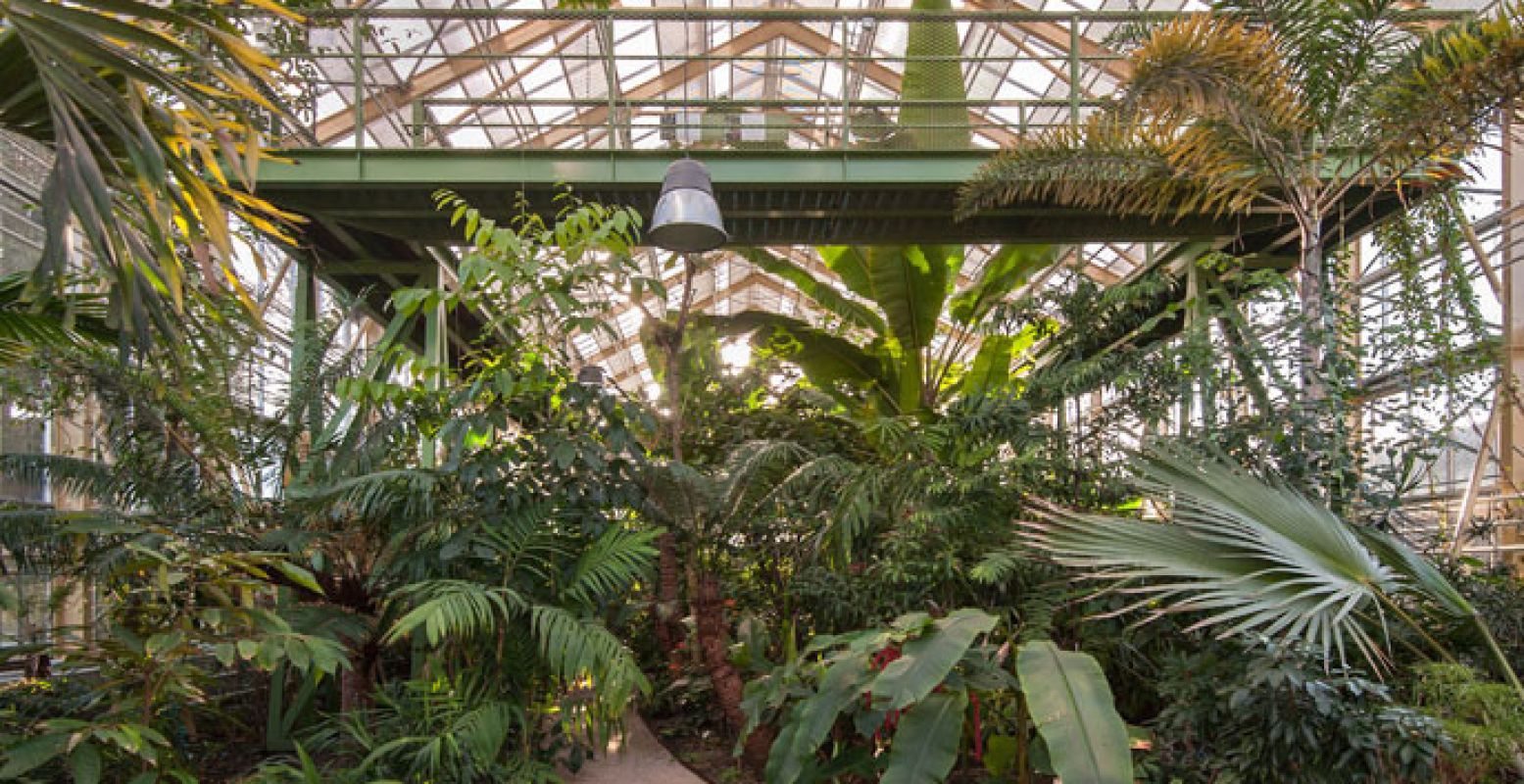 Een oase van groen in de Hortus Botanicus.