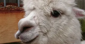 Knuffel, wandel en drink thee met alpaca_s bij deze uitjes De wollige beesten zijn ook nog eens enorm fotogeniek. Foto: DagjeWeg.NL.
