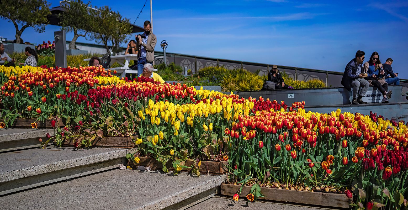 Je vindt de tulpen tot op het dak van NEMO Science Museum. Foto: Tulp Festival © John Lewis Marshall