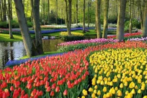 Zaaien bij de Keukenhof