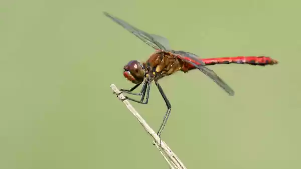 Bloedrode heidelibel | Foto ge&uuml;pload door gebruiker Staatsbosbeheer.