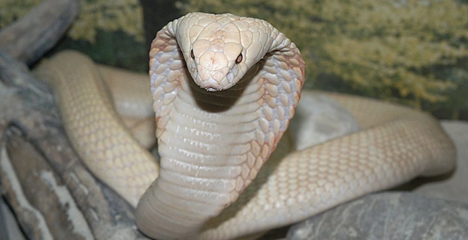 Een zeldzame albinocobra. Foto: ReptielenZOO SERPO.