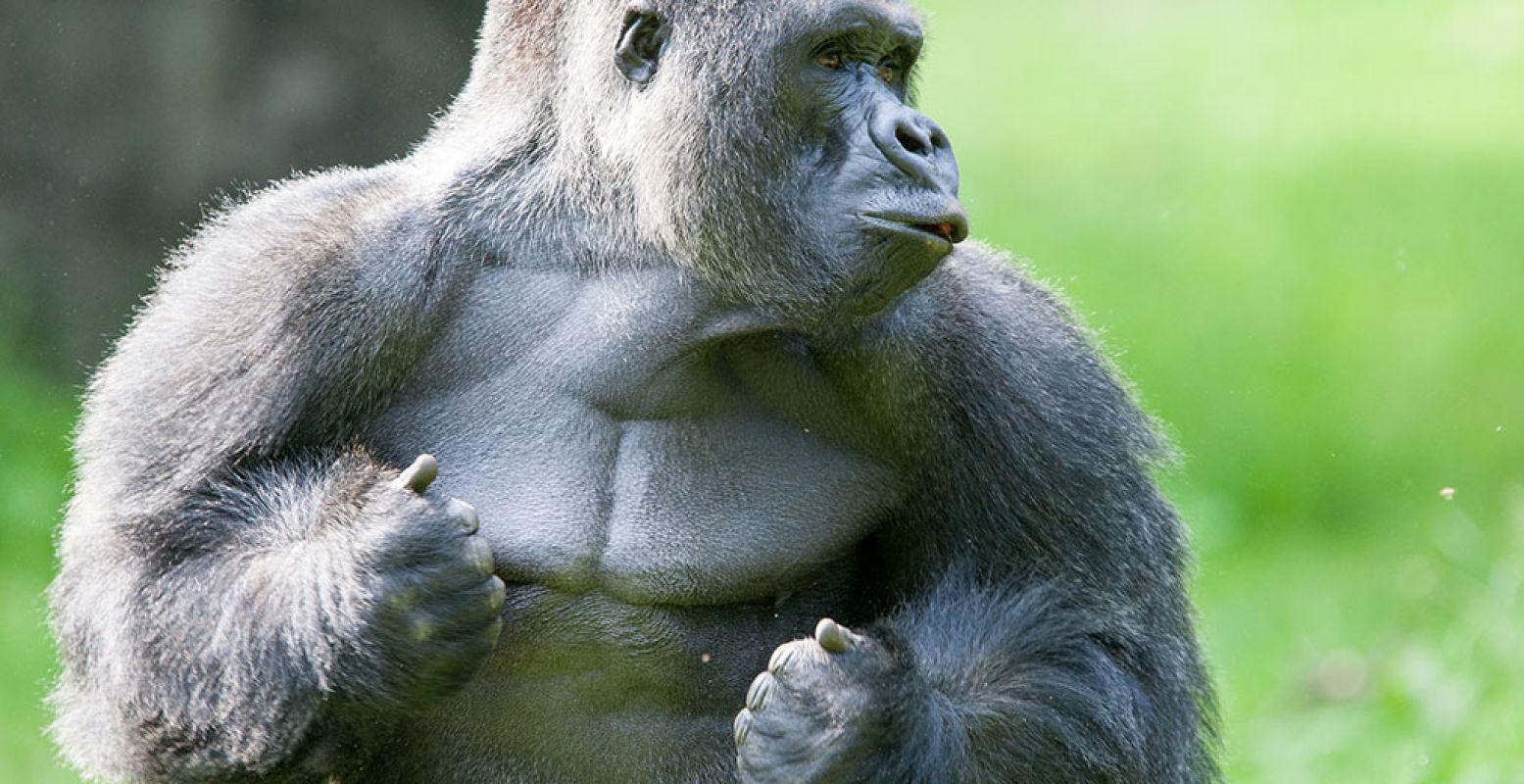 Gorilla Jambo gaat Apenheul komende winter verlaten. Je kunt hem nog zien tot en met 4 november. Foto: Apenheul