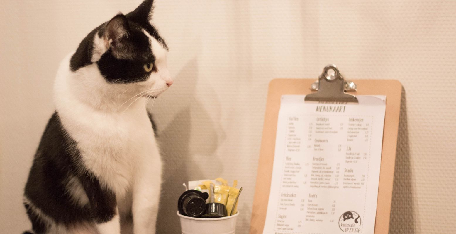 Kom een kopje koffie drinken in een kattencafé. Foto: Kattencafé Op z'n Kop