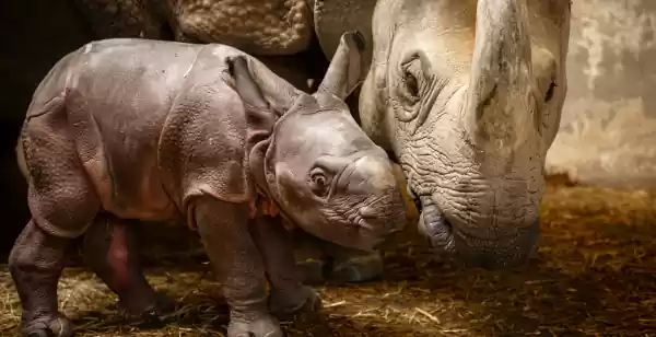 Een nieuw neushoorntje in Plankendael ZOO