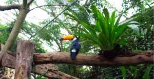 In Pantropica is het altijd zomer De toekan met z'n opvallende oranje snavel laat zich rustig fotograferen. Foto: DagjeWeg.NL