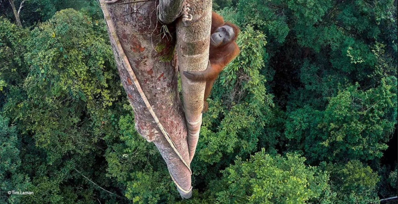 De winnaar van de Wildlife Photographer of the Year 2016: Tim Laman uit de Verenigde Staten, met 'Entwined lives'. Hij installeerde zijn camera's bovenin een boom en bestuurde ze van afstand. Zo kon hij een foto van een orang-oetan te maken die vijgen wilde plukken. Foto: Naturalis, Wildlife Photographer of the Year © Tim Laman.