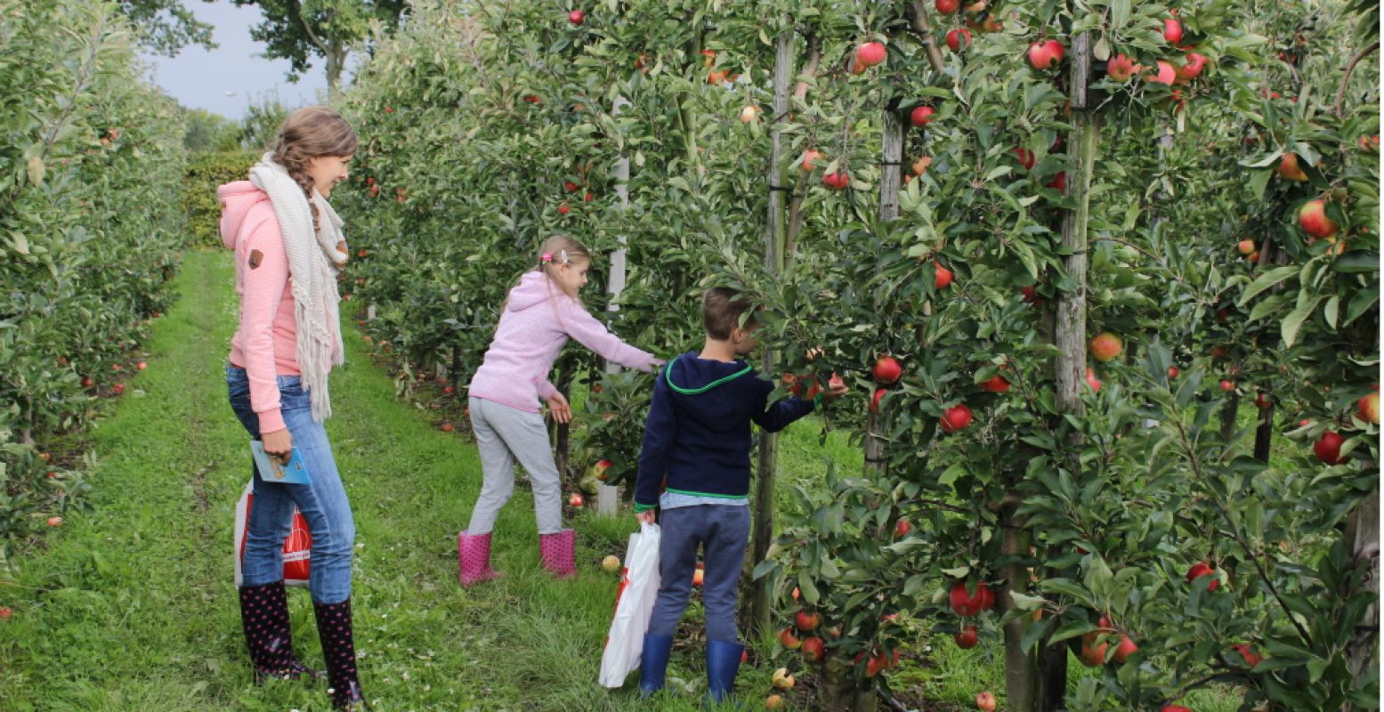 Pluk samen genoeg appels voor taart of appelsap. Foto: Nederlandse Fruittelers Organisatie © Laura Pouwer.