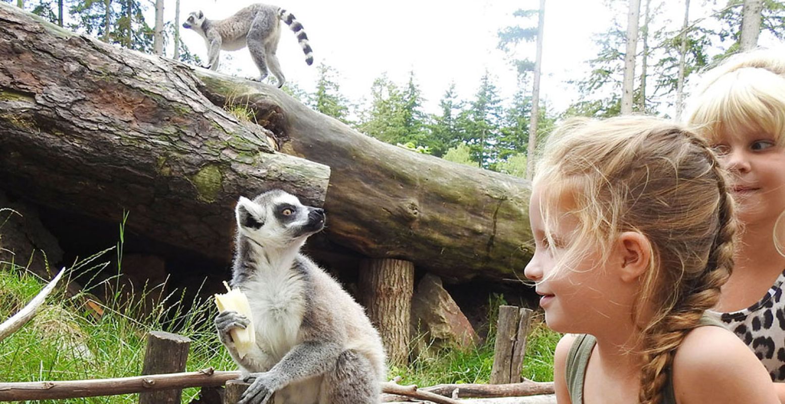 Tijdens de meivakantie zijn er allemaal extra activiteiten in DierenPark Amersfoort. Foto: DierenPark Amersfoort.