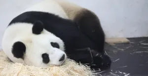 Panda geboren in Belgische dierentuin Trotse panda. Foto: Pairi Daiza.