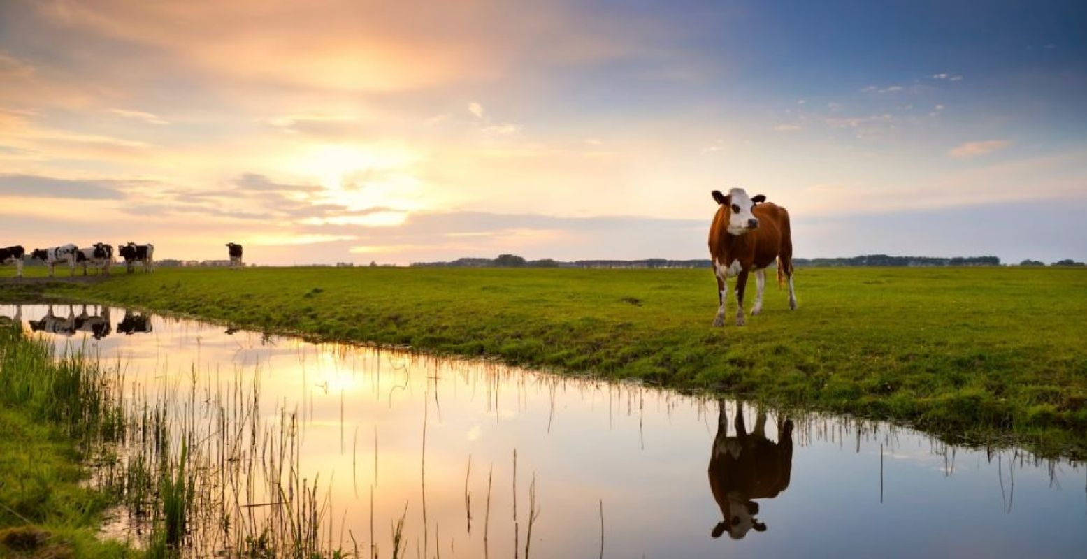 Genieten op het platteland. Foto: Boerderij de Boerinn in Kamerik