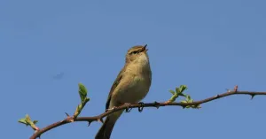 Vroege vogels op De Slotplaats Vroege vogels op De Slotplaats | Foto geüpload door gebruiker Natuurmonumenten.