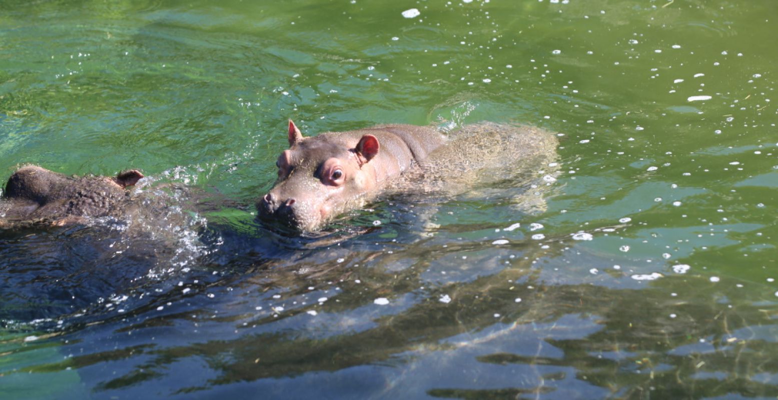 Lekker zwemmen met mama. Foto: Pairi Daiza.