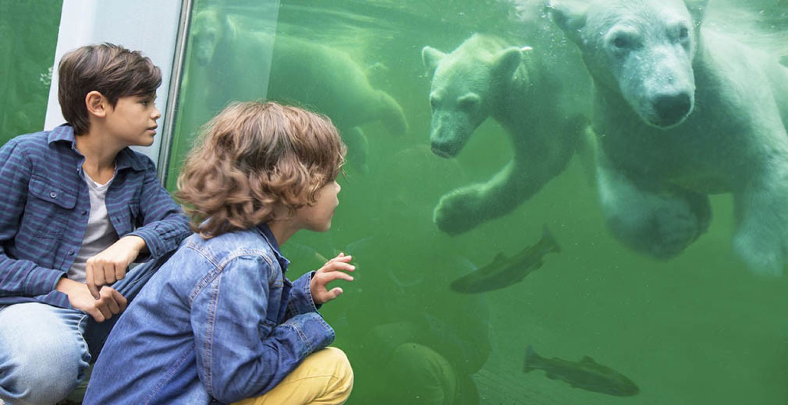 IJsberen kijken in Ouwehands Dierenpark. Foto: Ouwehands Dierenpark.