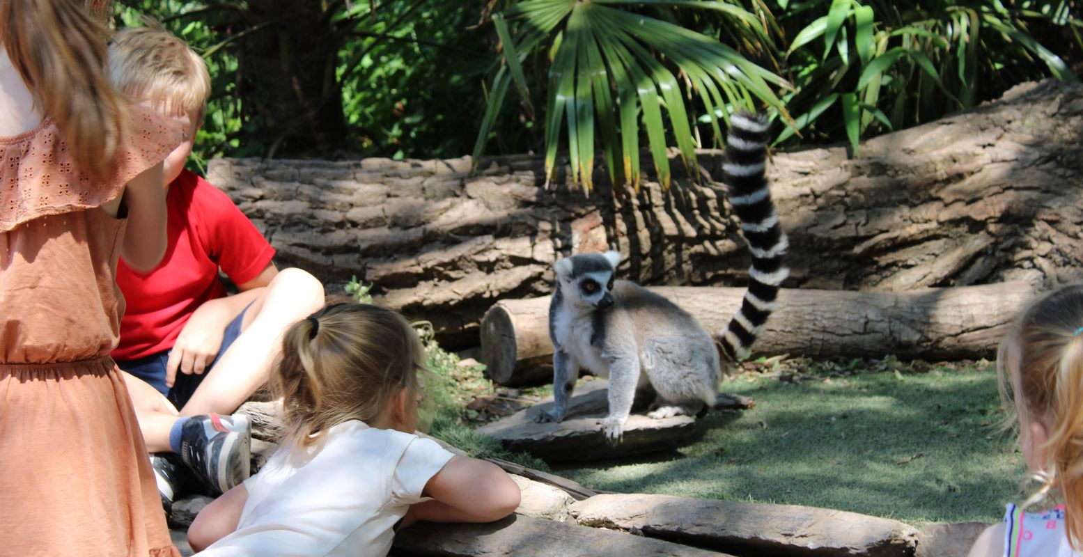 In het Madagaskargebied bewonder je halfapen van heel dichtbij. Foto: DagjeWeg.NL