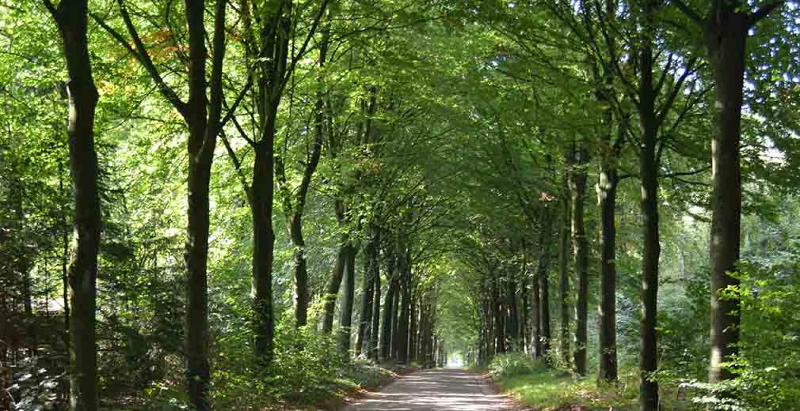 Ga samen het bos in, op zoek naar de perfecte plek voor een picknick. Foto: DagjeWeg.NL.