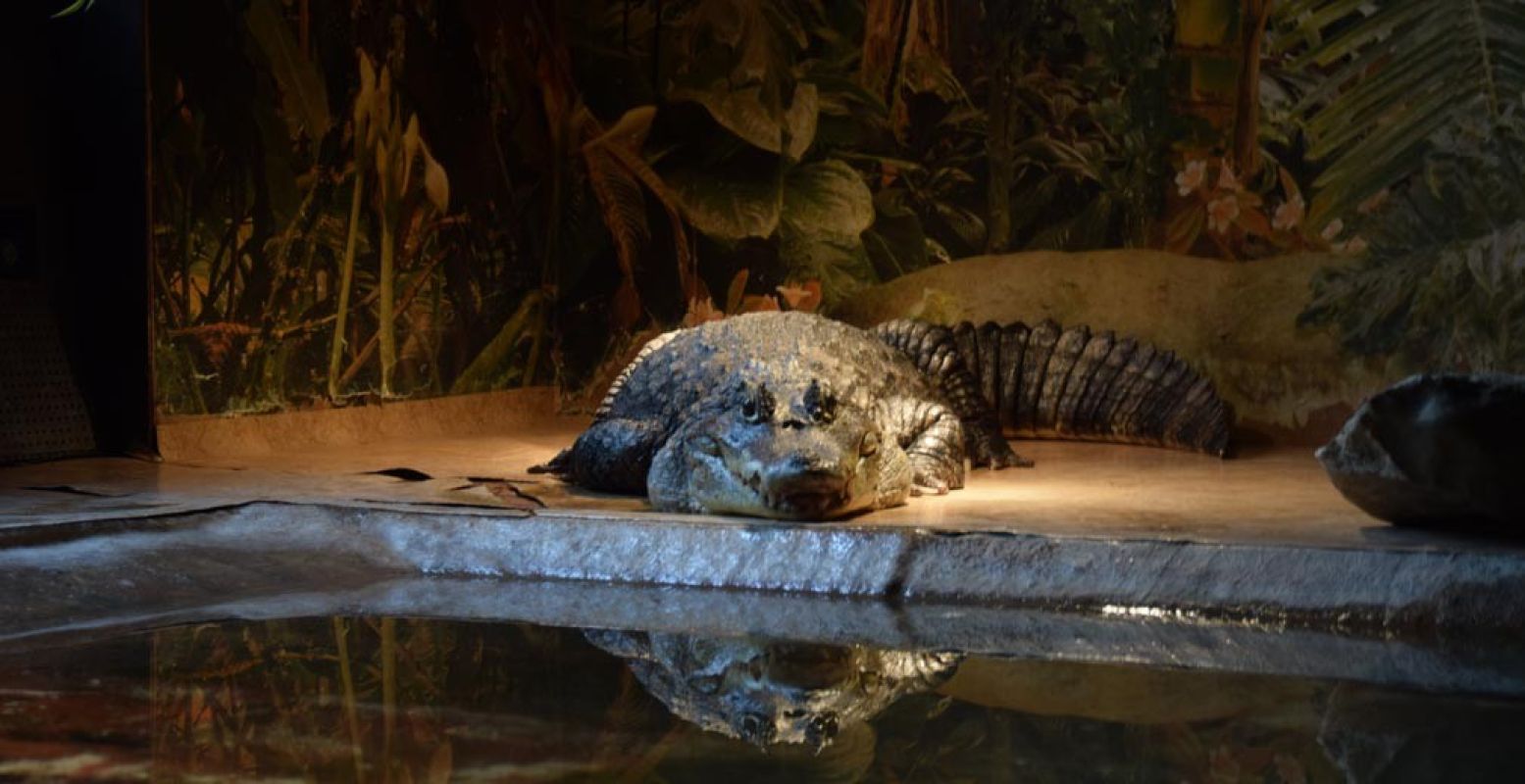 Zit die brilkaaiman nu te lachen? Foto: DagjeWeg.NL