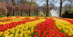 Het kan weer: een bezoekje aan de Keukenhof!