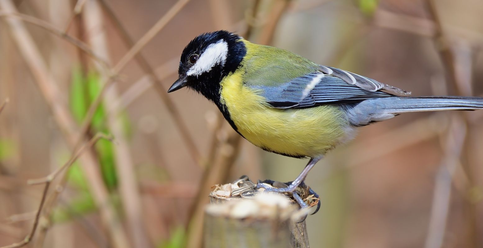 Koolmeesjes zie je vrij vaak in de tuin. Zie je een soortgelijk vogeltje met blauw mutsje en iets kleiner? Dan is het vast een pimpelmeesje. Foto: Jürjen via  Pixabay 