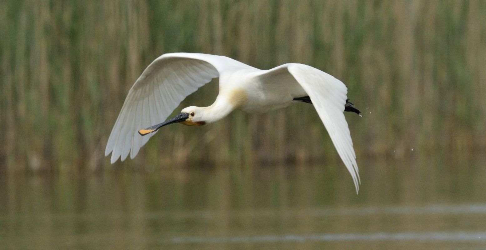 De lepelaar, een van de grote witte vogels in Nederland. Foto: Jelle de Jong / Vogelbescherming Nederland