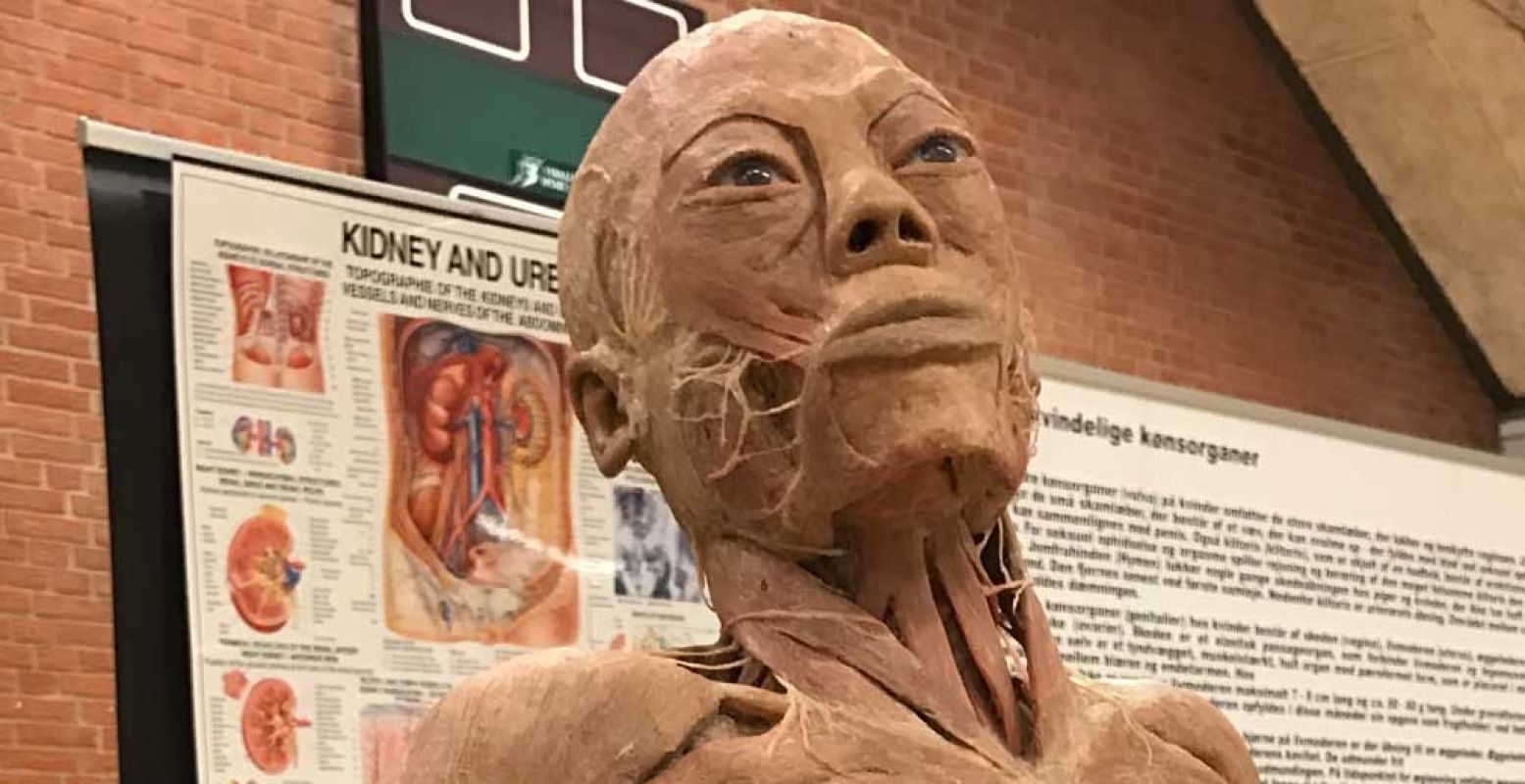 Real Human Bodies: 200 echte lichamen in Vlissingen. Foto: Real Human Bodies, Primetime Exhibition Las Vegas