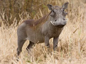 Pumbaa geniet van de lente