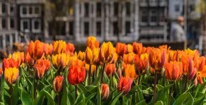 Amsterdam vol bloeiende tulpen