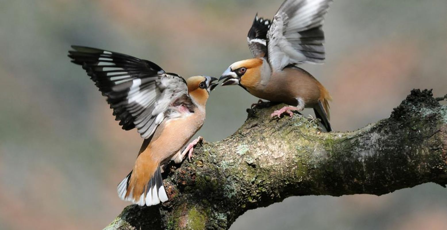 Misschien zie je deze appelvinkjes wel! Foto: Het Nationale Park De Hoge Veluwe © Wim Weenink