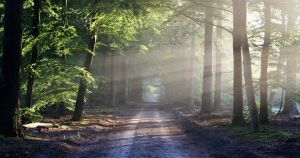 Over de foto: Vind rust in de natuur. Foto: Pexels.com Vind rust in de natuur. Foto: Pexels.com