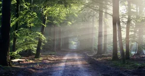 Ervaar een dagje echte rust Vind rust in de natuur. Foto: Pexels.com