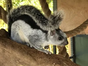 Eekhoorn Experience: bamboetuin vol eekhoorntjes