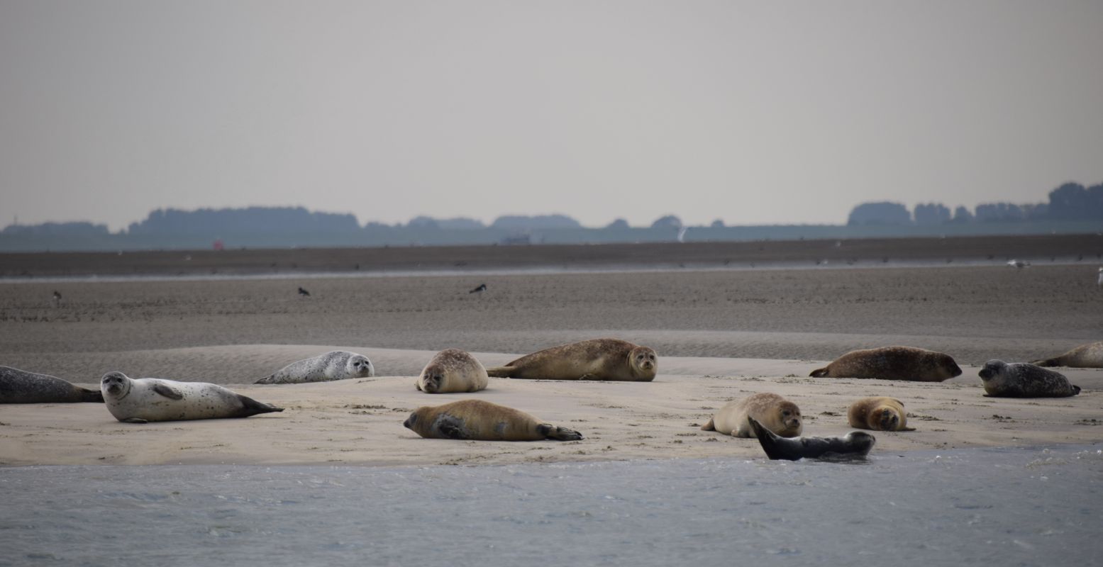Spot zeehonden in de Westerschelde. Foto: ScheldeSafari