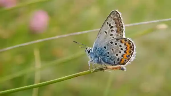 Vlinderteldag Kuinderbos Heideblauwtje | Foto ge&uuml;pload door gebruiker Staatsbosbeheer.