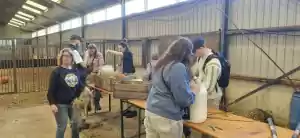 Foto: Kamelenmelkerij Smits