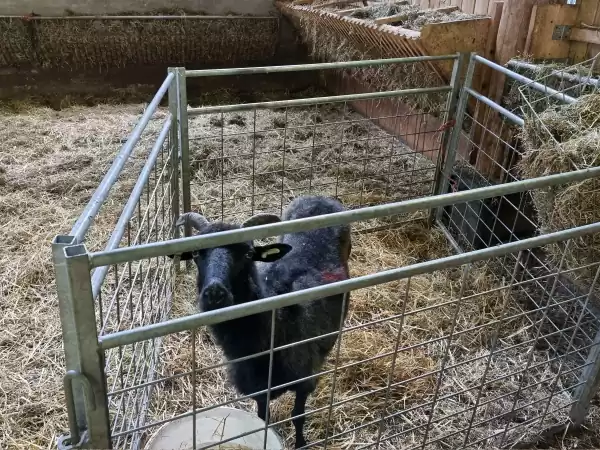 Nog een schaapje in de stal. Foto: DagjeWeg.NL Nog een schaapje in de stal. Foto: DagjeWeg.NL