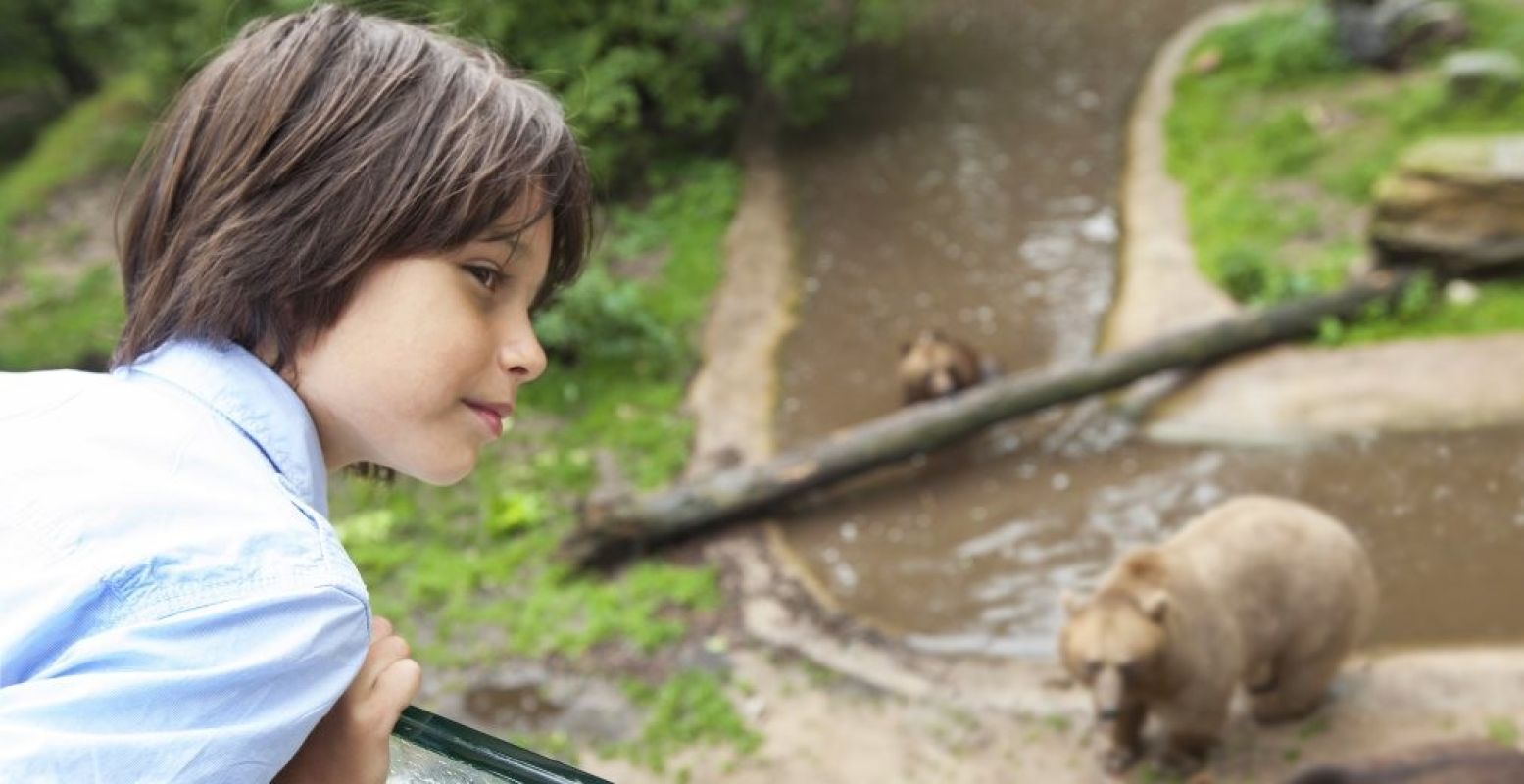 Diverse uitkijkpunten geven een prachtig zicht op Het Berenbos, de waterval en de bewoners.