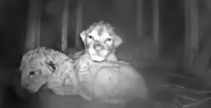 Drie leeuwenwelpen geboren in GaiaZOO Het wel en wee van de welpen is online te volgen via een livestream. Foto: GaiaZOO.