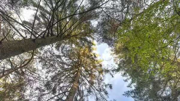 Bosbaden op de Hondsrug boomkronen | Foto geüpload door gebruiker Staatsbosbeheer.