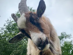 Hallo, Bella! Foto: N. Hemmers