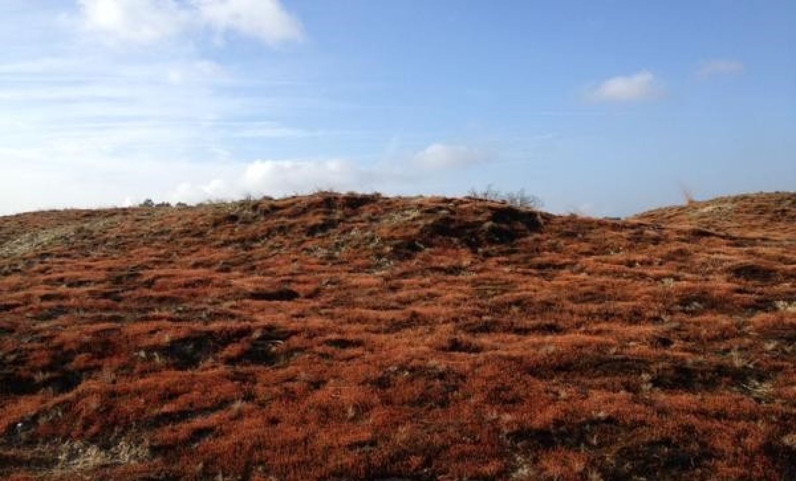 Adembenemende landschappen vind je in de Loonse en Drunense Duinen. Foto: Boswachter  Frans Kapteijns 