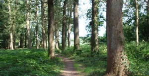 Bewonder wilde paarden en prachtige heidevelden Wandel over prachtige heidevelden. Of geniet van een wandeling in het bos. Foto: DagjeWeg.NL.