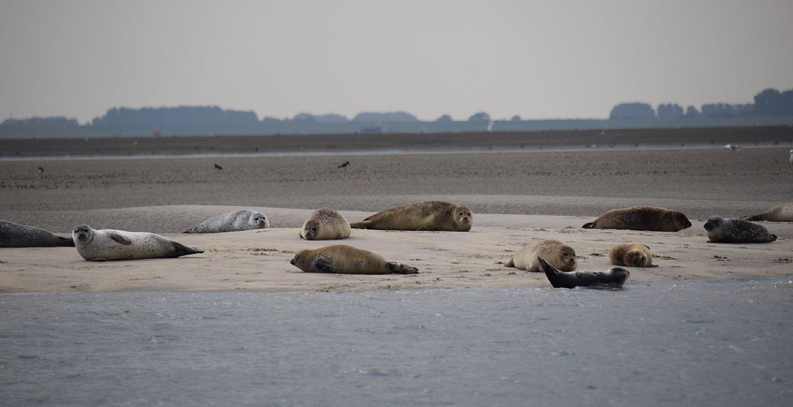 Zeehonden spotten in de prachtige Westerschelde vanuit een boot van ScheldeSafari was in 2020 het favorietste uitje in Zeeland. Foto: ScheldeSafari.