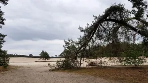 Hier moet je zijn! (her)Ontdek Nederland Struin door de Sahara bij Ommen. Foto: DagjeWeg.NL