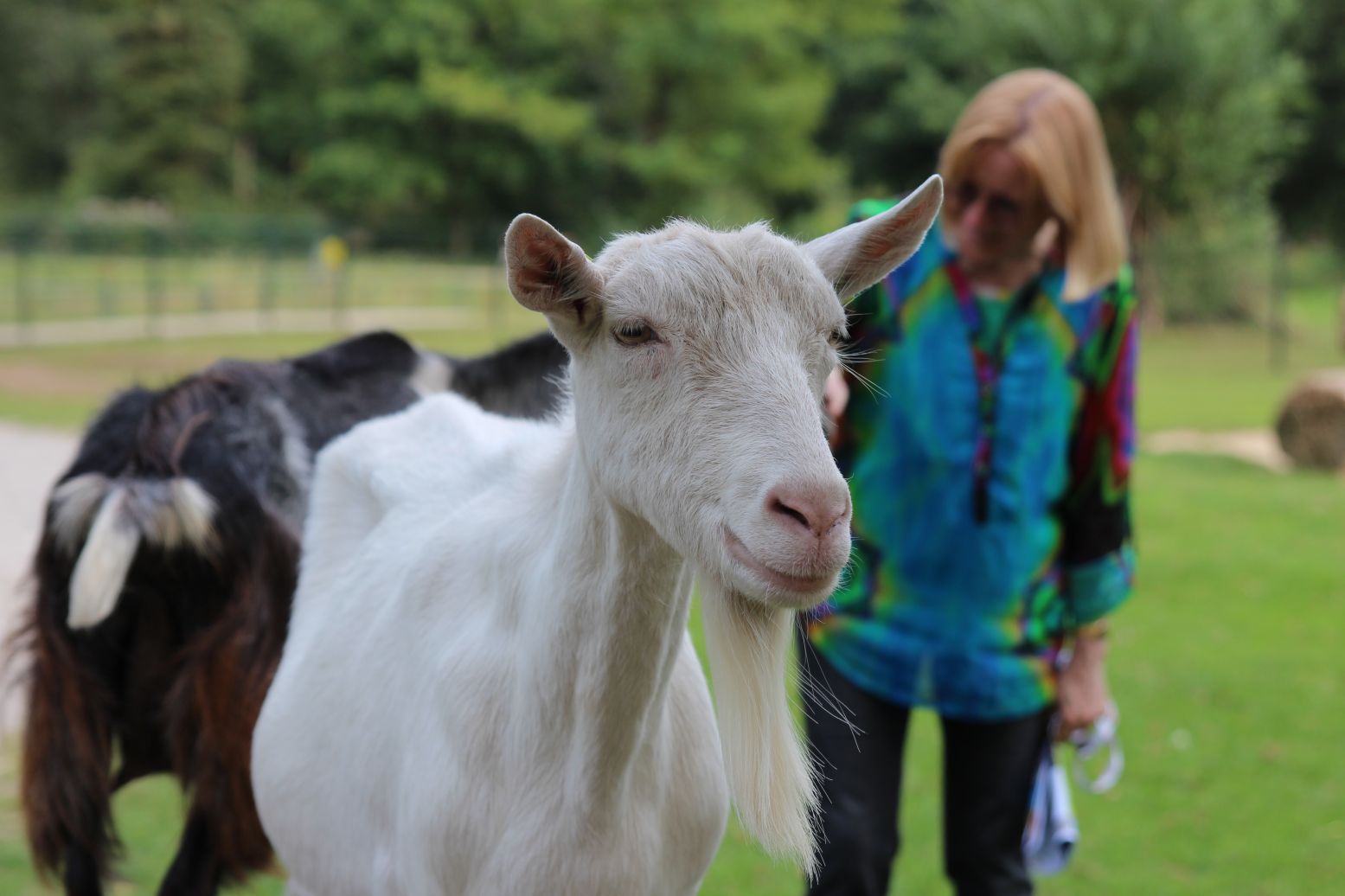 Knuffel de boerderijdieren op Kinderboerderij De Hofstede en maak daarna een wandeling door het prachtige Asserbos. Foto: DagjeWeg.NL.