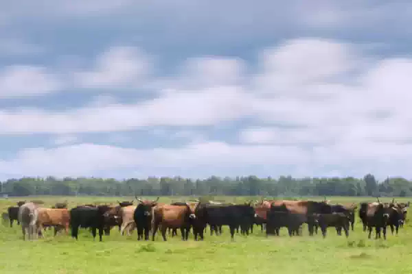 Met de ecokar door de Oostvaardersplassen - Vakantiespecial Lelystad Heckrunderen in de Oostvaardersplassen | Foto ge&uuml;pload door gebruiker Staatsbosbeheer.