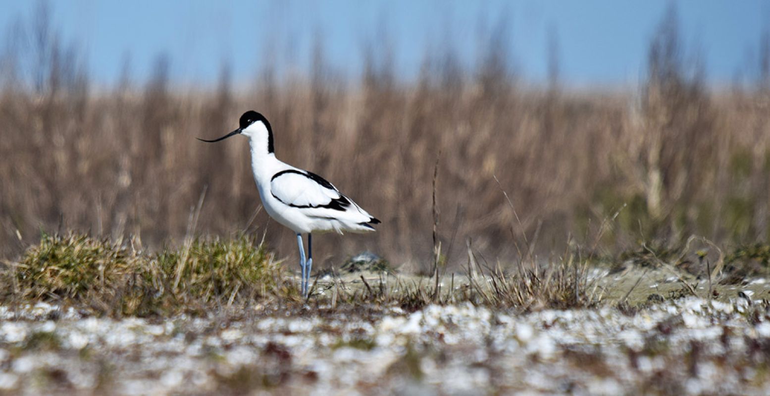 De kluut is één van de vogels die broedt in dit vogelparadijs. Foto: Natuurmonumenten @ Dirk Wijnen