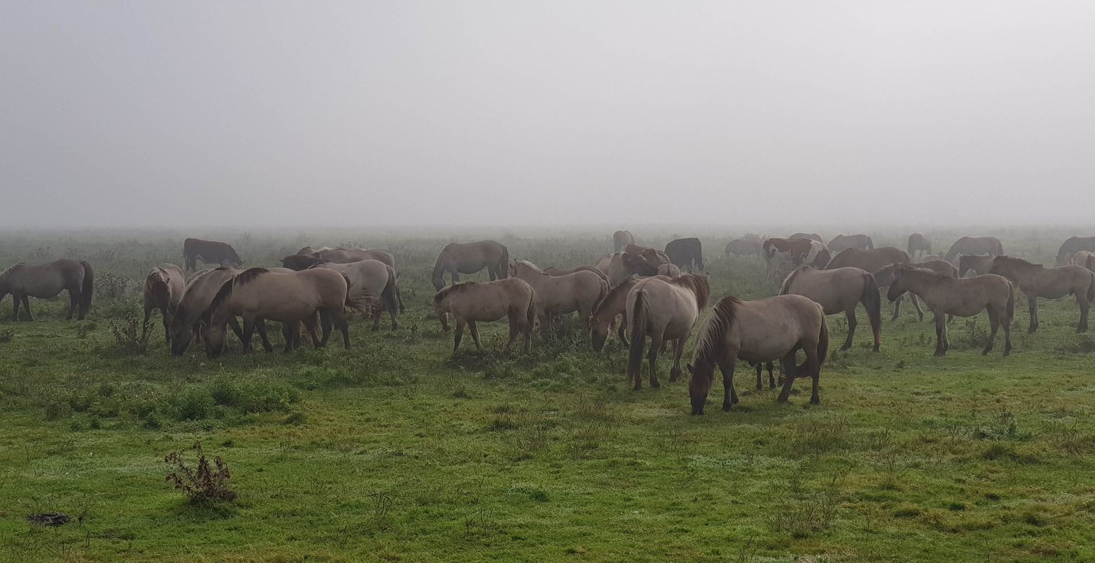 Konikpaarden in de mist in Nationaal Park Lauwersmeer. Foto: DagjeWeg.NL © Tonny van Oosten