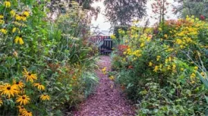 Vier een kleurrijk weekend in de tuin Dwaal rond in de tuin, die zo over lijkt te lopen in het Friese landschap. Foto: Gert Tabak
