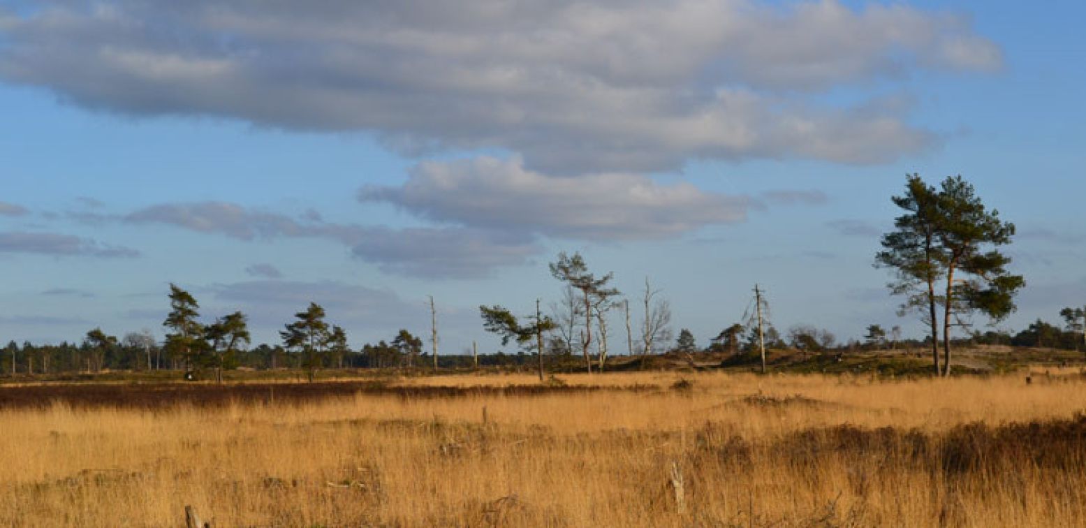 Verken de Loonse en Drunense duinen. Foto: Wikimedia Commons,  CC BY-SA 3.0 